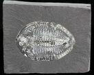 Pseudogygites Trilobite - Ontario #42802-1